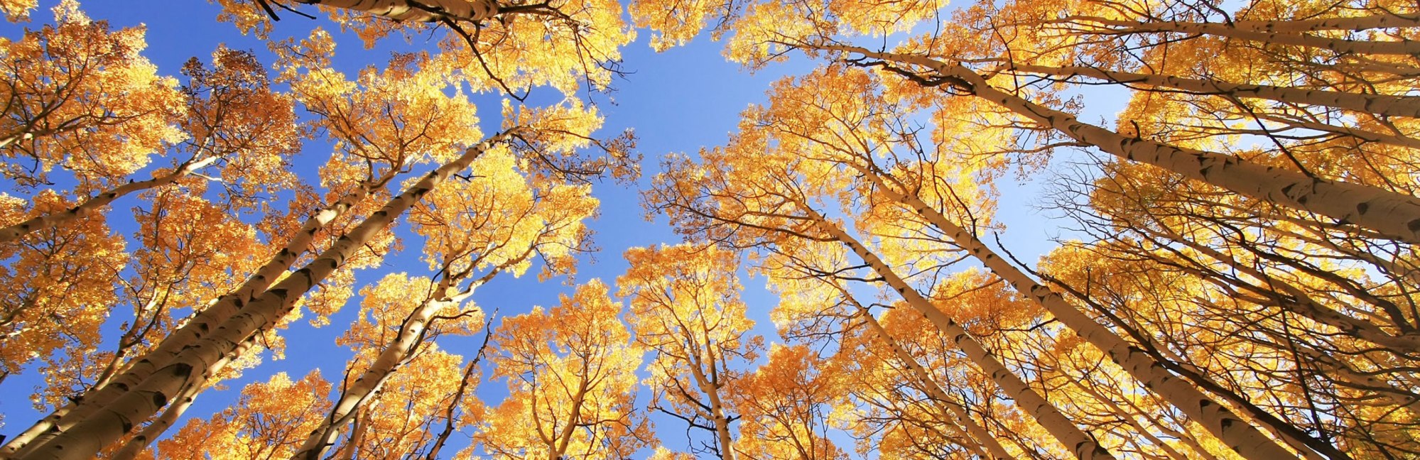 Gathering Header - Trees Looking Up
